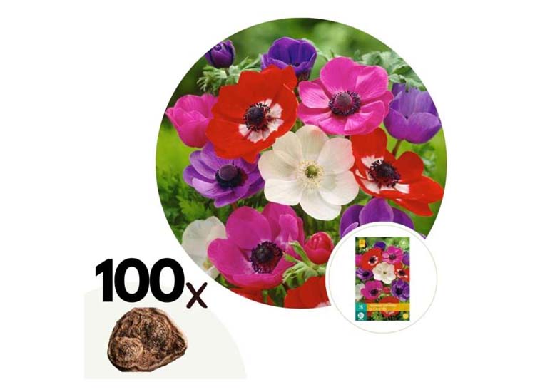Anemoon bloembollen 'de Caen Mix' mix van 100 bollen