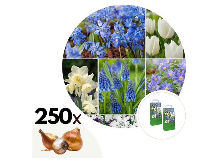 Voorjaars bloembollen Blauw - mix van 250 bollen