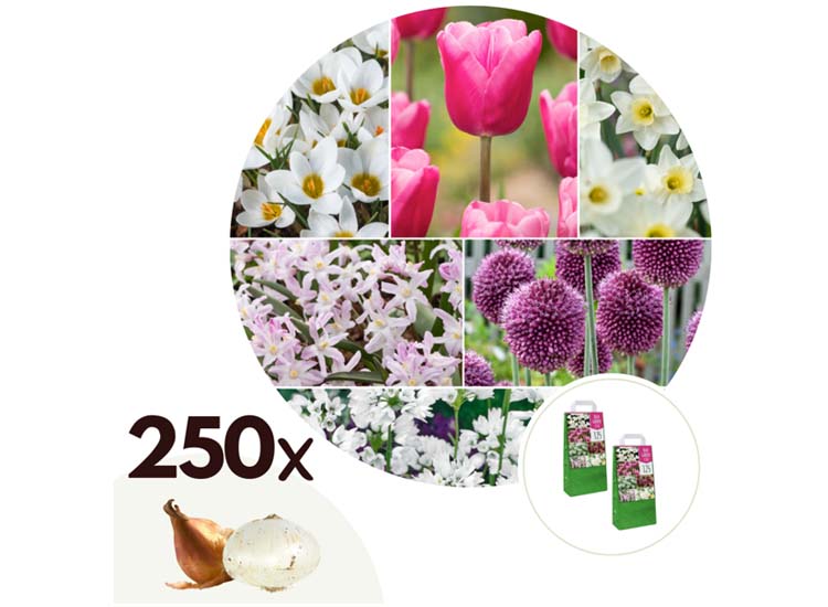 Voorjaars bloembollen Roze - mix van 250 bollen