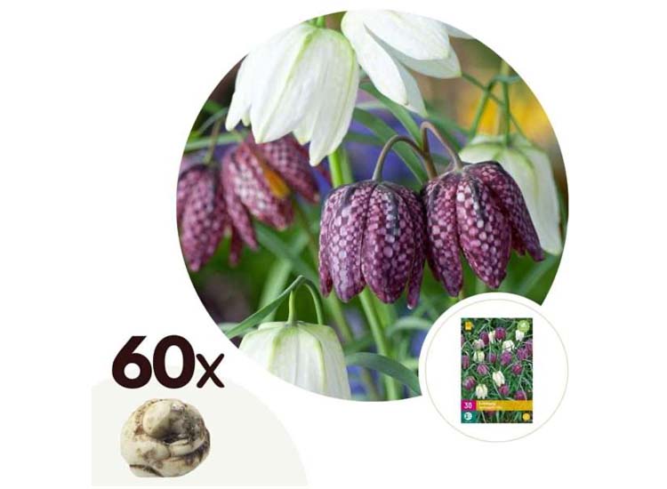 Fritillaria 'Meleagris Mix' - mix van 60 bollen