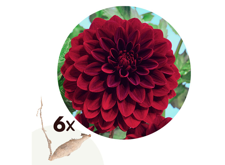 Dahlia Arabian Night - Set van 6 knollen - Nederland